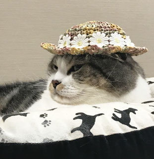 茶乃ちゃん帽子